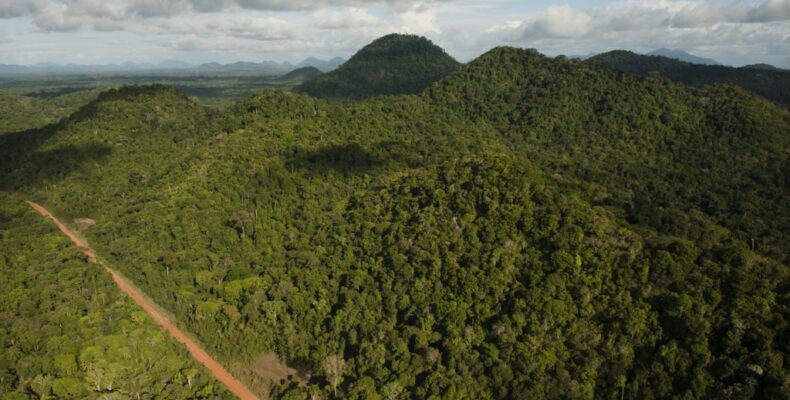 With world’s second highest forest cover, Guyana hoping to earn millions in coming months