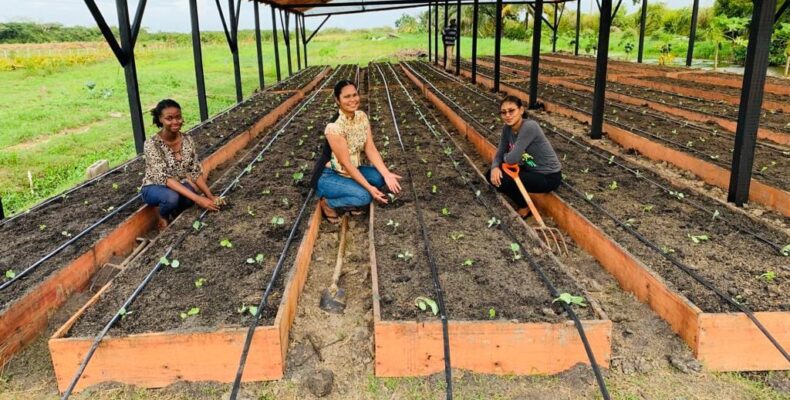 Another 100 shade houses to push agri. production by next month