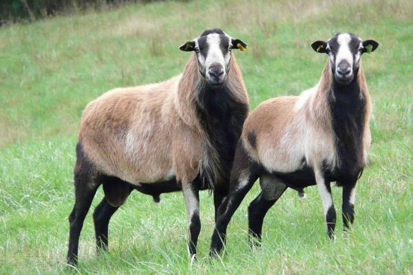 Black belly sheep from Barbados to begin arriving this week