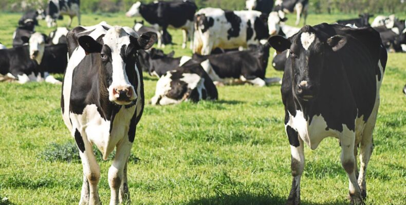 Farmers to get support for improved livestock in Region Five