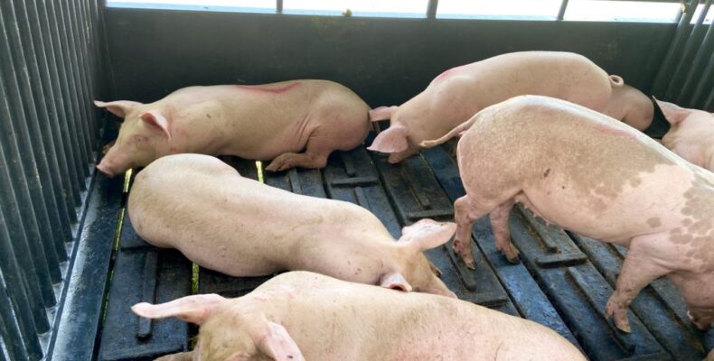 Farmers receive swine from Agri ministry to increase pork production