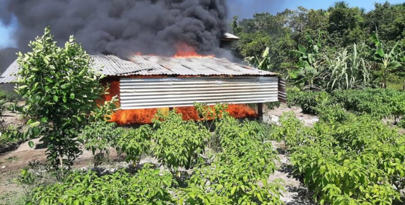 3000 lbs of ganja destroyed in Berbice river; 4 arrested